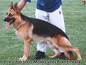 German Shepherds dog