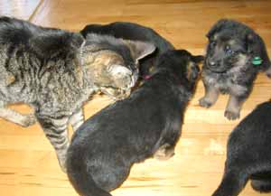 german shepherds puppies playing with cat