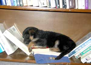 Sleeping german shepherd puppy