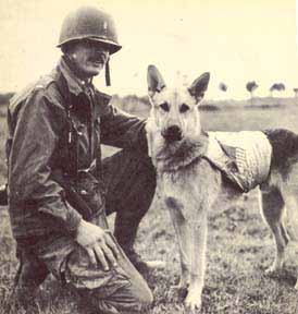 Berger allemand en service militaire