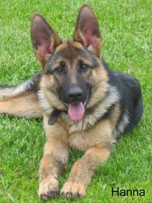 Pictures of our German Shepherd Puppies, Les Anges Gardiens, Montreal ...